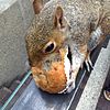 Squirrel eating cake in Barbican Center-2.jpg