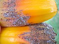 Starr-050407-6273-Pandanus tectorius-fruit-Maui Nui Botanical Garden-Maui (24377381159).jpg