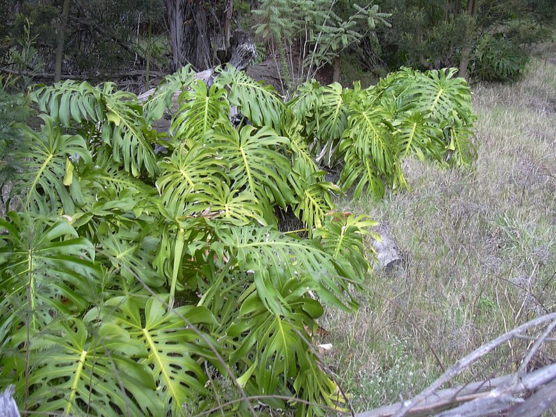 File:Starr 031114-0001 Monstera deliciosa.jpg