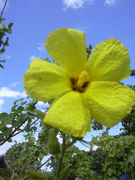 File:Starr 040318-0048 Hibiscus brackenridgei subsp. brackenridgei.jpg