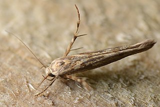 <i>Stathmopoda plumbiflua</i> Species of moth