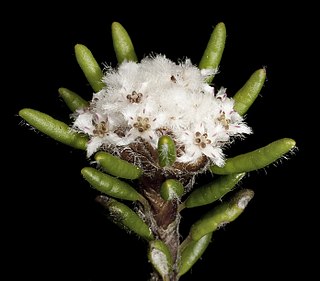 <i>Stenanthemum humile</i> Species of flowering plant