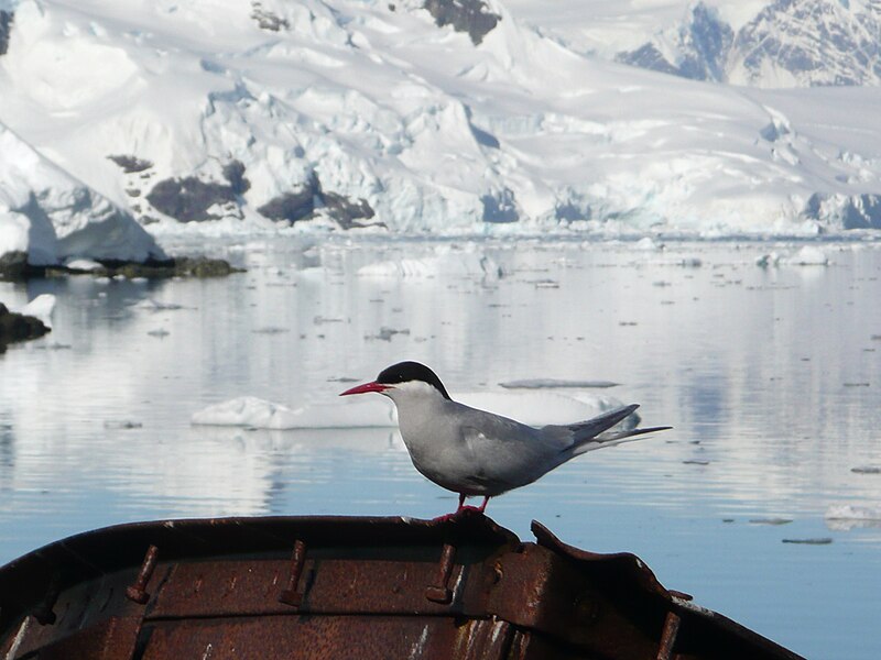 File:Sterna vittata - Antarctica I.jpg