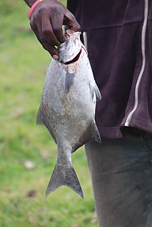 Stone bream Species of fish