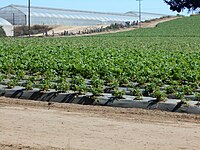 Strawberry field near Watsonville, with tarp to mitigate pesticide drift