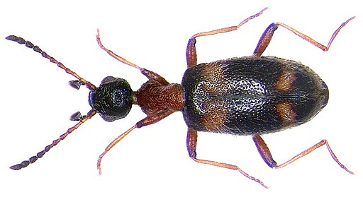 Stricticollis rufithorax Pic, 1921