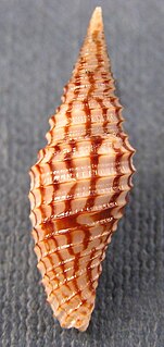 <i>Subcancilla</i> Genus of gastropods