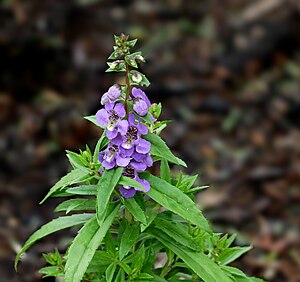 Summer snapdragon -- Angelonia angustifolia Summer snapdragon -- Angelonia angustifolia.jpg