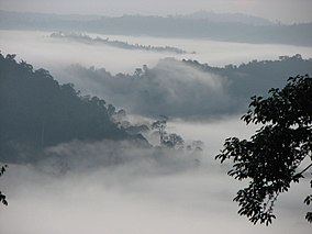 طلوع آفتاب در دره Danum ، Borneo.jpg