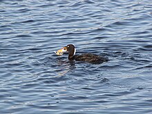 With crab Surf Scoter with crab.JPG