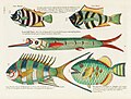 Surreal illustration of fishes and crabs found in Moluccas (Indonesia) and the East Indies by Louis Renard, digitally enhanced by rawpixel-com 71.jpg