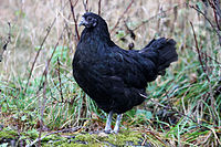 Swedish Black Chicken 2011-11-12 001.jpg