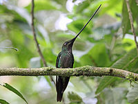 Hummingbird, Sword-billed Ensifera ensifera