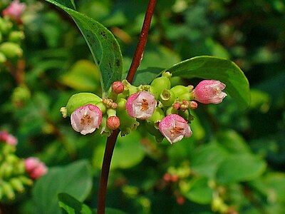 Symphoricarpos albus Flowers