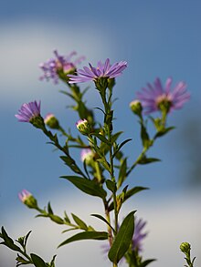 Symphyotrichum novi-belgii MichaD 1.jpg