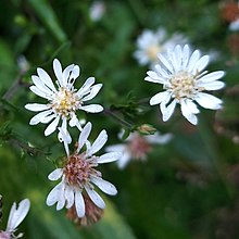 Symphyotrichum schaffneri 212922696 (cropped and squared).jpg