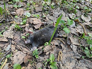 <span class="mw-page-title-main">Altai mole</span> Species of mammal