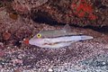 * Nomination Caribbean sharp-nose puffer (Canthigaster rostrata), Teno-Rasca marine strip, Tenerife, Spain --Poco_a_poco 09:1, 16 July 2022 (UTC) * Promotion  Support Good quality. --Ermell 13:00, 19 July 2022 (UTC)