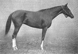 Tanya (horse) American-bred Thoroughbred racehorse