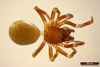 <i>Tapinocyba</i> Genus of spiders