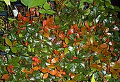 Gaultheria procumbens