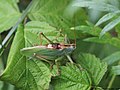 Tettigonia cantans (Fuessly, 1775)