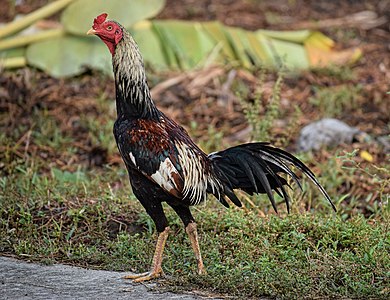 Thai Game chicken - white