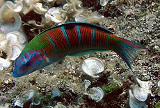 Thalassoma pavo.jpg