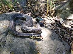 Serpiente chirrionera.