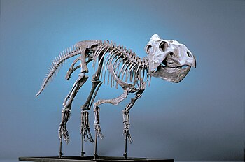 The Childrens Museum of Indianapolis - Prenoceratops pieganensis.jpg