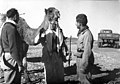 עברית: מבצע חורב ינואר 1949, פגישת אנשי ההנדסה עם בדואי.