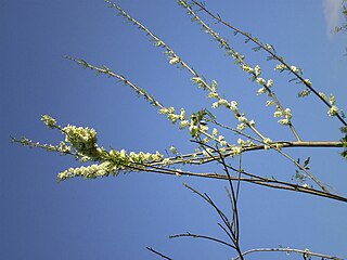 <i>Gliricidia maculata</i> Species of plant in the family Fabaceae