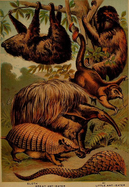 File:The animal kingdom; based upon the writings of the eminent naturalists, Audubon, Wallace, Brehm, Wood and others (1897) (18198234871).jpg