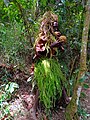 File:The batwa cultural dances 02.jpg