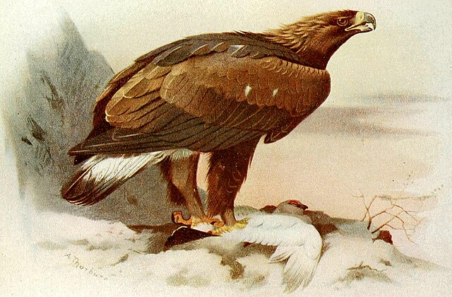 Tolkien based his painting of an eagle in The Hobbit on this 1919 illustration of an immature golden eagle by Archibald Thorburn.