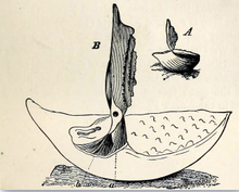 Thecidium mediterraneum, A. natural size: B. section through shell (magnified) Thecidium mediterraneum 001.png