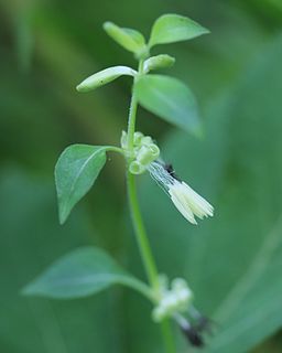 <i>Theligonum</i> Genus of plants