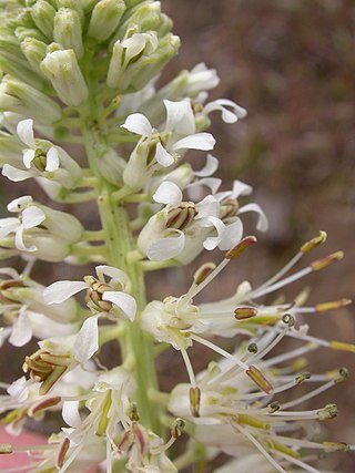 <i>Thelypodium milleflorum</i> Species of flowering plant