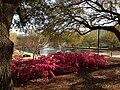 Flowers in front of Thomas Cooper Library