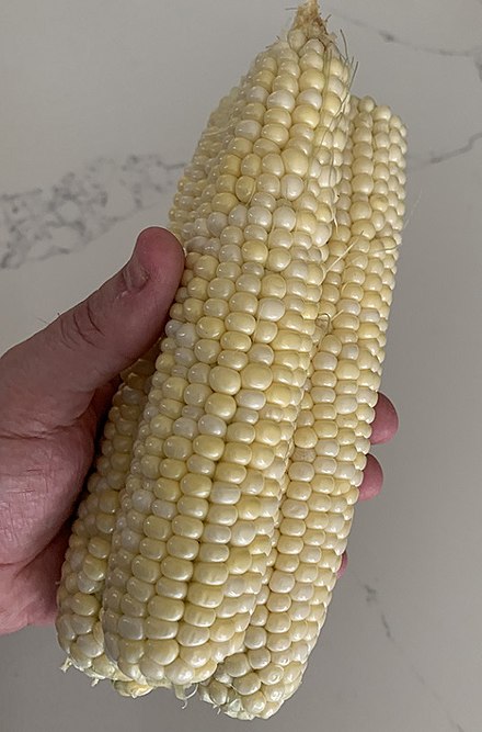 Three ears of 'Silver N Gold' Sweet Corn