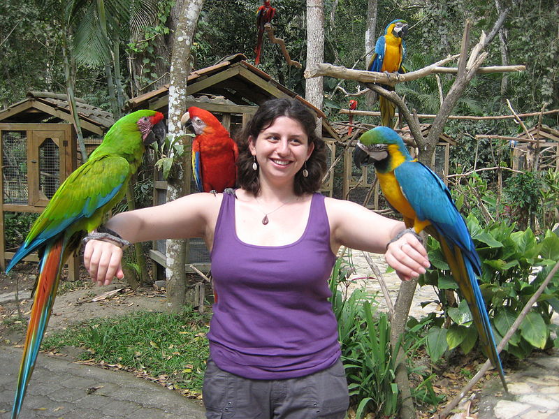 File:Three macaws -Macaw Mountain Bird Park, Honduras-8e.jpg