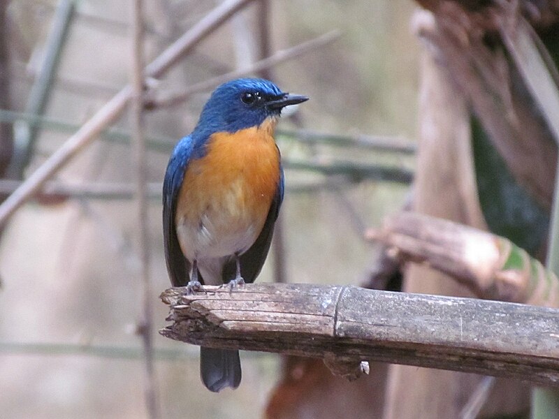 File:Tickell's Blue Flycatcher, Masilamkudi, Ooty, Tamil Nadu 1.jpg