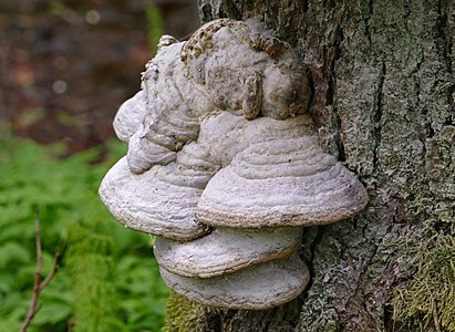 An old multi-layered tinder fungus on a dead pine in Gullmarsskogen nature reserve, Sweden.