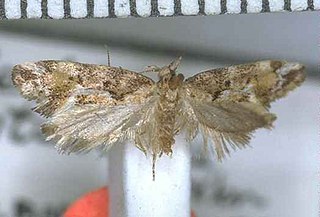 <i>Tingena contextella</i> Species of moth, endemic to New Zealand