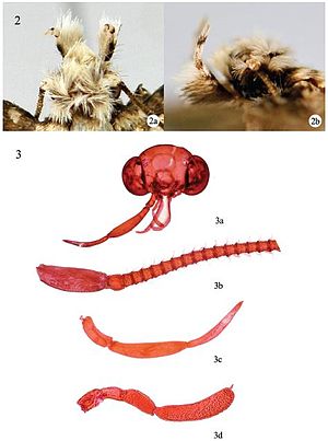 Head structure of T. indica, . 2 Head with scales: 2a dorsal view; 2b lateral view; 3 Head scales removed: 3a head, slide No. NKYLL012; 3b antenna; 3c labial palpus; 3d maxillary palpus Tinissa indica head structure.JPG