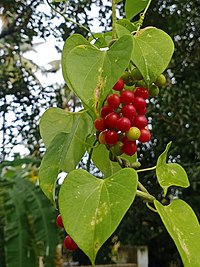 T. cordifolia