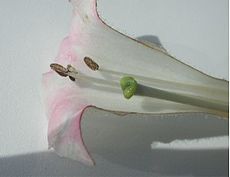 Cross section of Nicotiana tabacum corolla, showing pistil and stamens Tobacco blossom 1580.jpg