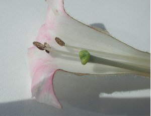 Cross section of Nicotiana tabacum corolla, showing pistil and stamens