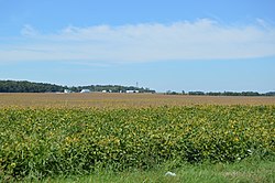 Toby Road soybean fields.jpg