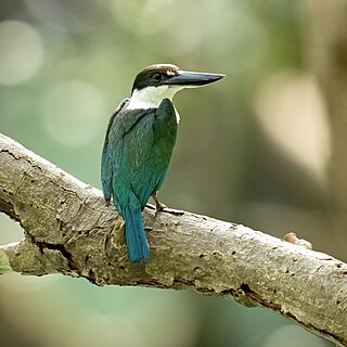 Torresian kingfisher species of bird